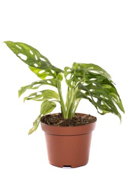 Beyaz arka planda bir tencerede çalı canavarı