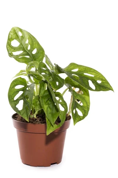 Buschmonstera Einem Topf Auf Weißem Hintergrund — Stockfoto