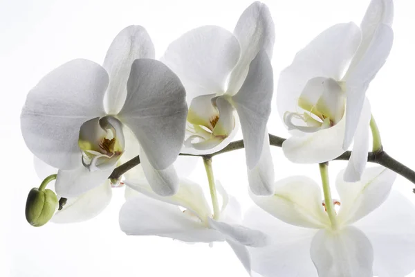 Белый Орхидея Цветы Крупным Планом Белом Фоне — стоковое фото