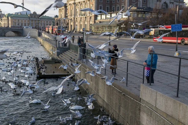 Stockholm Sweden January 2020 Place Feeding Birds Stockholm Embankment — Stock Photo, Image
