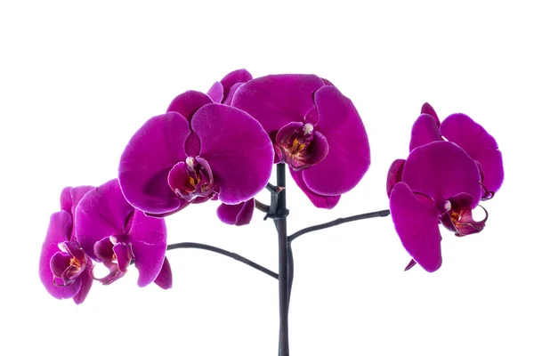 Flower Orchid Phalaenopsis Close White Background — Stock Photo, Image