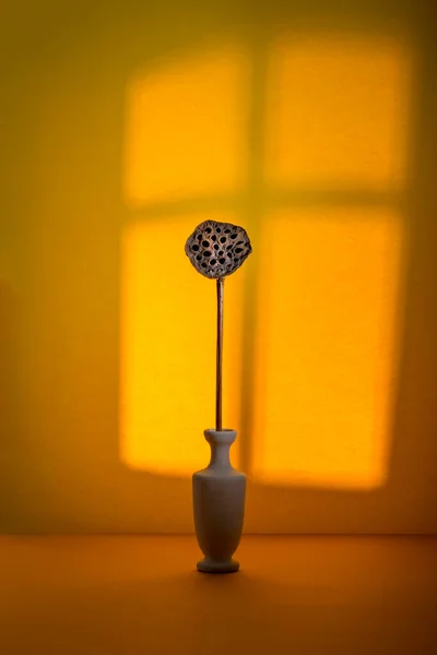 Lotus Sec Sans Fleurs Dans Vase Blanc Sur Fond Ombre — Photo