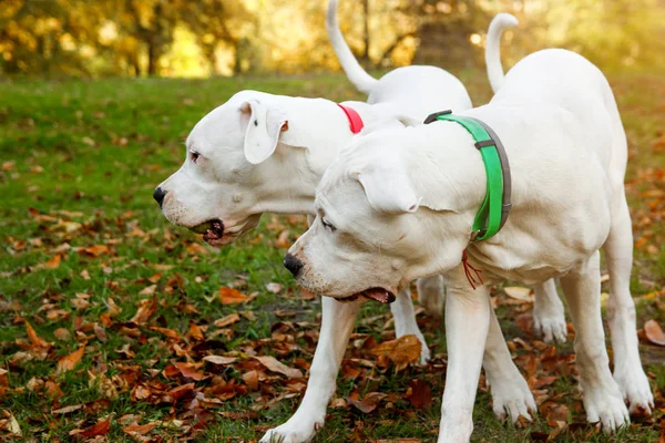 Two dogo argentino play on grass in autumn park near red leaves. Canine background — Stock Photo, Image