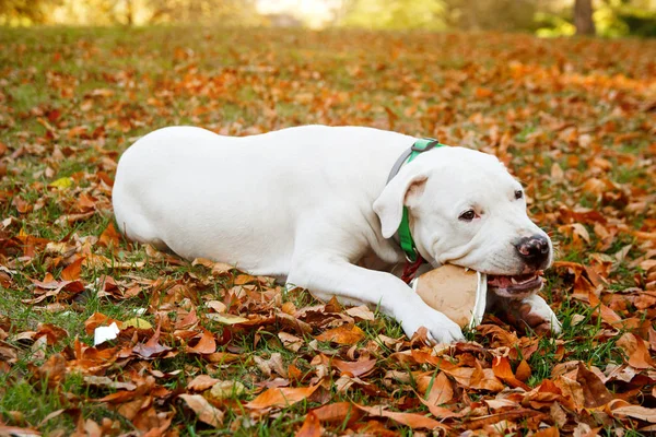 Dogo Argentino sonbahar parkında çimlerin üzerinde yatıyor. Köpek arkaplanı — Stok fotoğraf