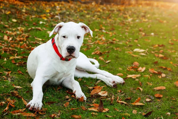 Dogo Argentino, sonbahar parkında kırmızı yaprakların yanında çimlerin üzerinde oturuyor. Köpek arkaplanı