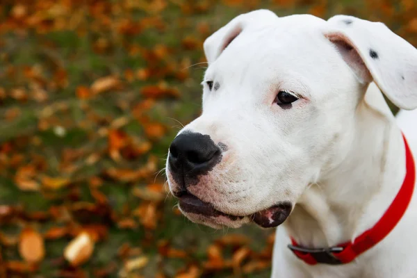 Dogo Argentino, sonbahar parkında kırmızı yaprakların yanındaki portreyi kapat. Köpek arkaplanı