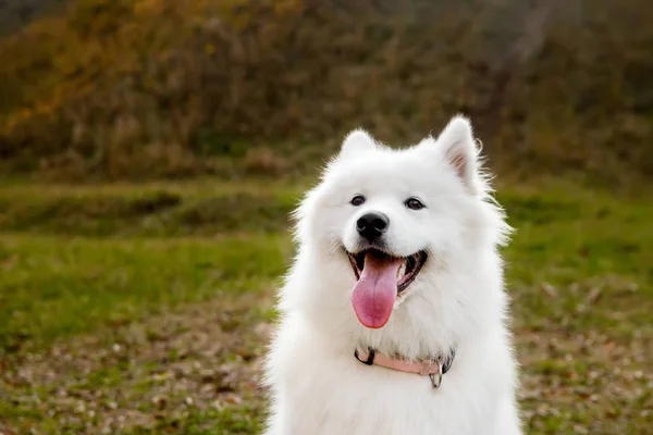 Samoyed Dog portrét v podzimním parku. Psí původ. Koncept venčení psa. — Stock fotografie