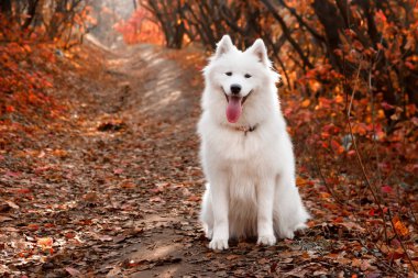 Samoyed Dog sonbahar ormanında kırmızı yaprakların yanında oturuyor. Köpek arka planı. Yürüyüş köpek konsepti.