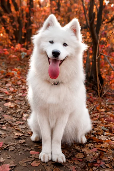 Samoyed Dog sonbahar ormanında kırmızı yaprakların yanında oturuyor. Köpek arka planı. Yürüyüş köpek konsepti.