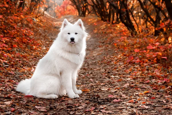 Samoyed Dog sonbahar ormanında kırmızı yaprakların yanında oturuyor. Köpek arka planı. Yürüyüş köpek konsepti. — Stok fotoğraf