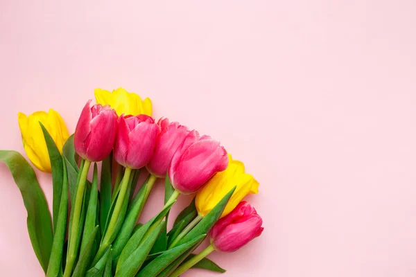 Tulipanes Rosados Amarillos Sobre Fondo Rosa Tarjeta Felicitación Primavera Concepto — Foto de Stock