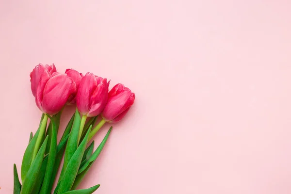 粉色背景的粉红郁金香 春天贺卡的概念 顶视图 复制空间 — 图库照片