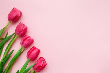 Pembe laleler pembe arka planda. Bahar tebrik kartı konsepti. Üst görünüm, düz görünüm, kopyalama alanı