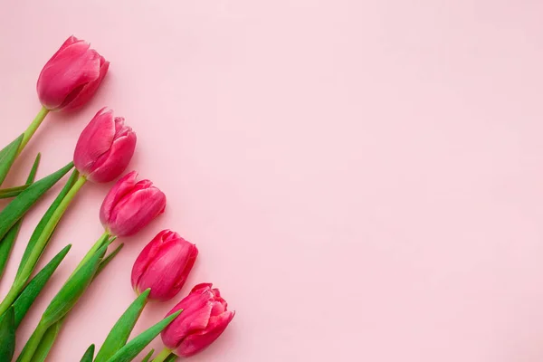 粉红的郁金香与粉红的背景相近 春天贺卡的概念 顶视图 复制空间 — 图库照片