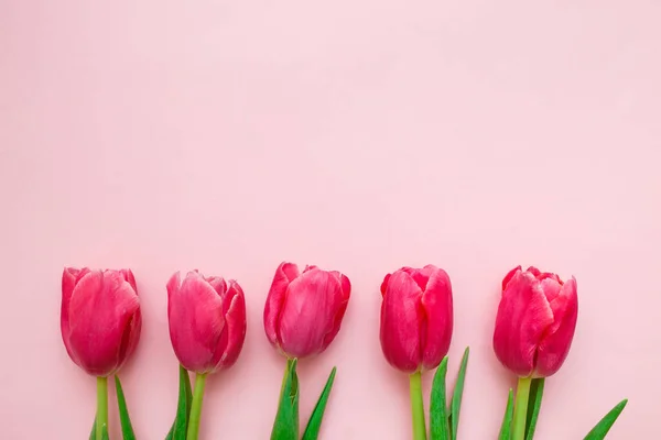 Pembe laleler pembe arka planda. Bahar tebrik kartı konsepti. Üst görünüm, düz görünüm, kopyalama alanı