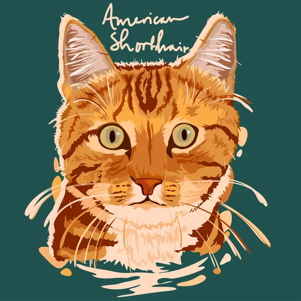 American Shorthair Painting Poster — Stock Vector