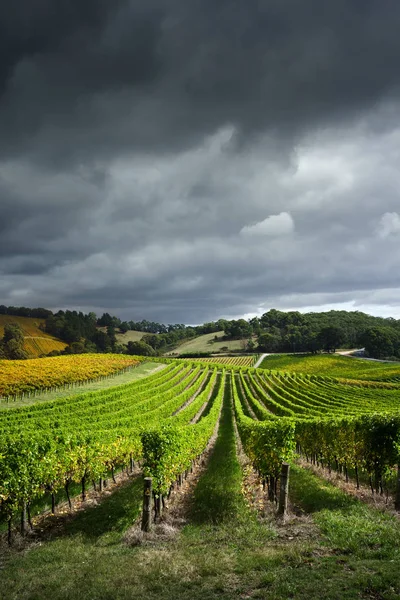 Viñedo en Australia Meridional — Foto de Stock