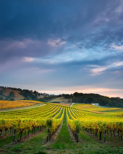 Viñedo en Australia Meridional — Foto de Stock