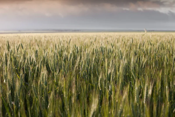 Campo di grano verde — Foto Stock