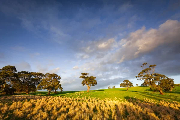 Luz de Clare Valley — Fotografia de Stock