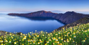 Santorini üzerinde kır çiçekleri