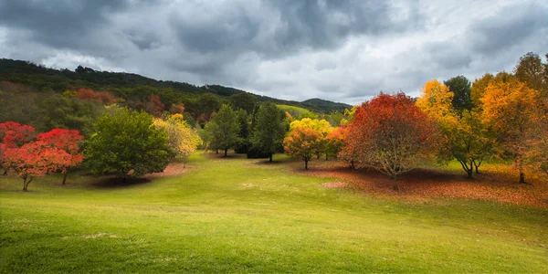 Beautiful autumn trees — Stock Photo, Image