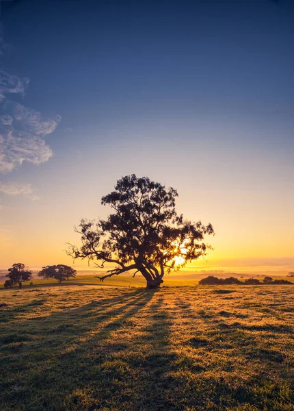 Clare Valley Sunrise — Zdjęcie stockowe