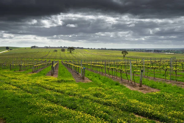 Vineyard with Dark Clouds — Stock Photo, Image