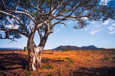 Wilpena Lirası Flinders aralıklar, Güney Avustralya