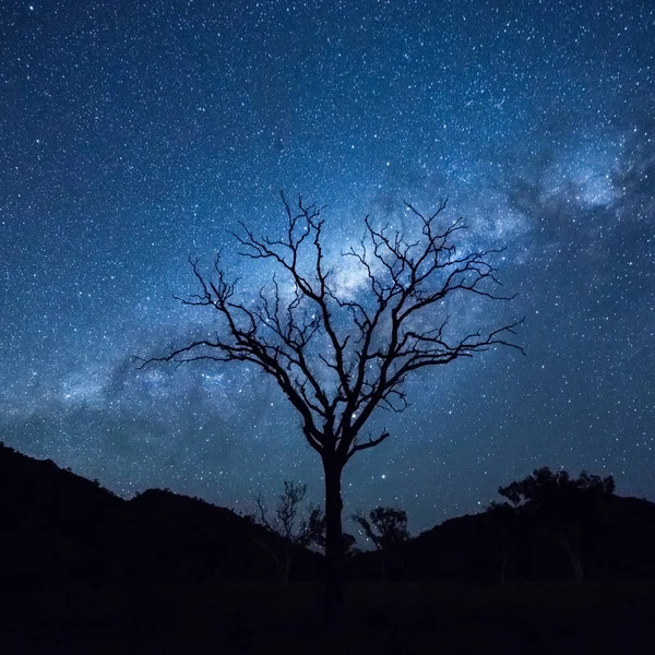 Дерево Silhouetting Чумацького Шляху — стокове фото