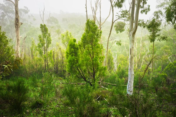 Naturen Vacker Utsikt Adelaide Hills — Stockfoto