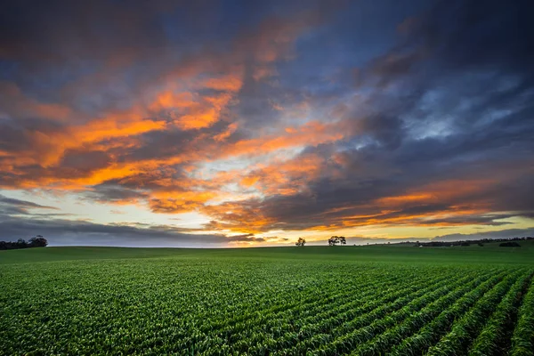 Clare Valley Australia Południowa — Zdjęcie stockowe