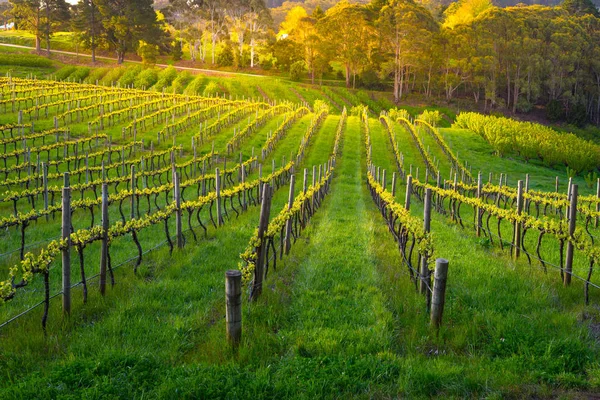 Mooie Gouden Wijngaarden Zuid Australië — Stockfoto