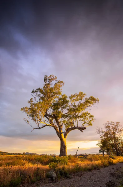 Árbol de Flinders — Foto de Stock