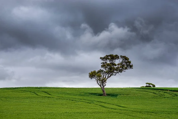 Árbol Pradera Verde Sur Australia Imagen De Stock