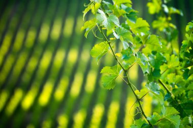 Güney Avustralya üzüm bağları öğleden sonra ışıklarıyla yıkandı
