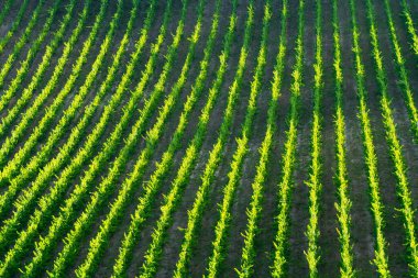 Adelaide Hills 'ten güzel bir sahne