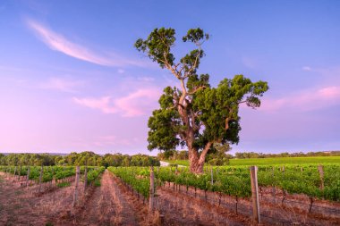 McLaren Vale, Güney Avustralya 'daki üzüm bağları