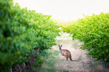 Kangaroo in Adelaide Hills vineyard clipart
