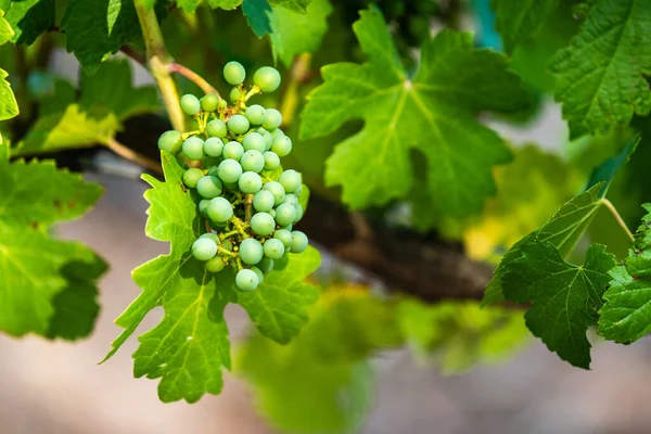 Grapes Vineyard Adelaide Hills — Stock Photo, Image