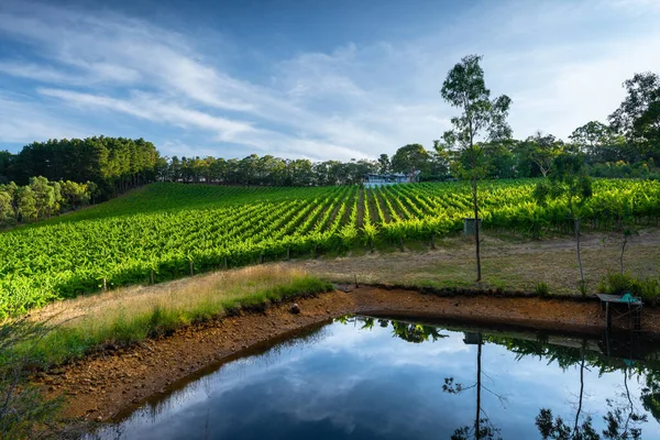Zuid Australische Wijngaard Gebaad Middag Licht — Stockfoto
