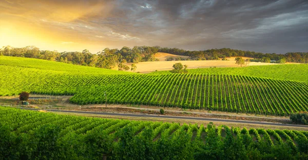 Zuid Australische Wijngaard Gebaad Middag Licht — Stockfoto