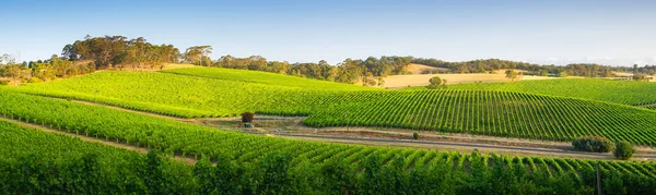 Zuid Australische Wijngaard Gebaad Middag Licht — Stockfoto