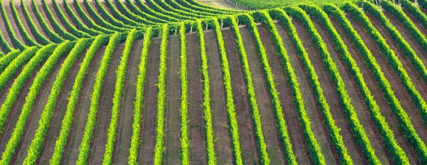 Een Zuid Australische Wijngaard — Stockfoto