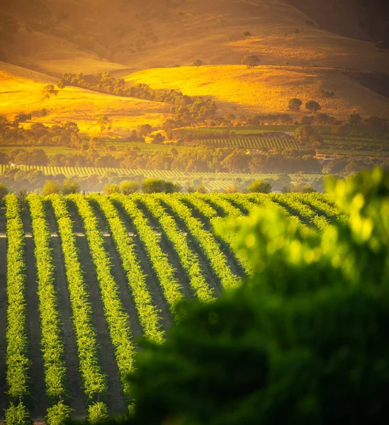 Szőlőültetvények Itt Mclaren Vale Dél Ausztrália — Stock Fotó