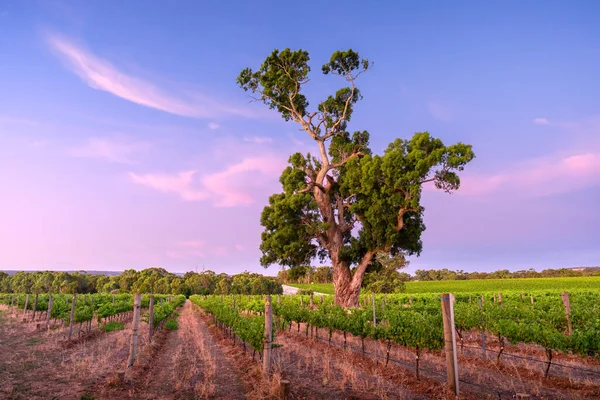 Winnica Mclaren Vale Australia Południowa — Zdjęcie stockowe