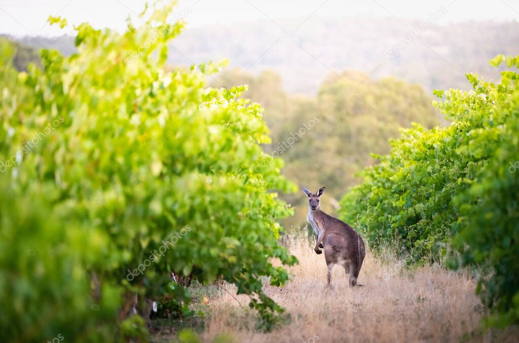 Kangaroo in South Australian vineyard