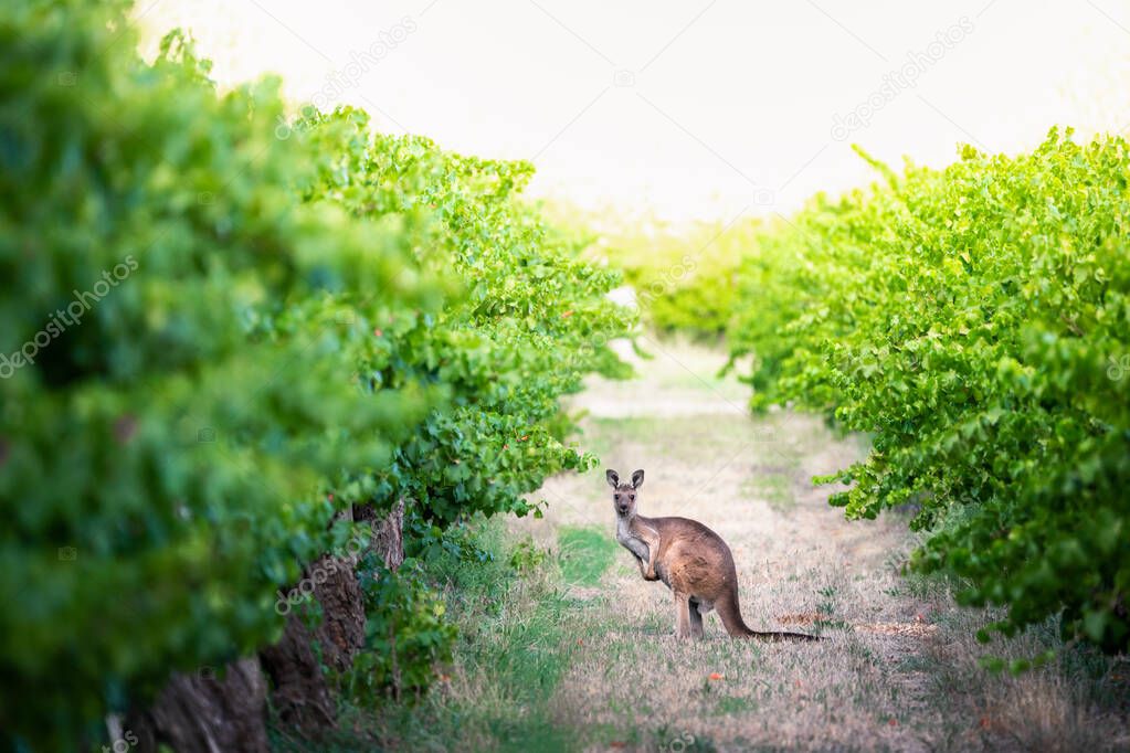 Kangaroo in Adelaide Hills vineyard