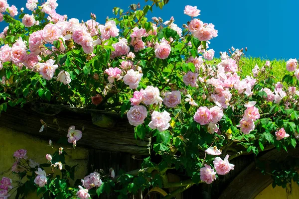 Rosor blommor på solig dag — Stockfoto