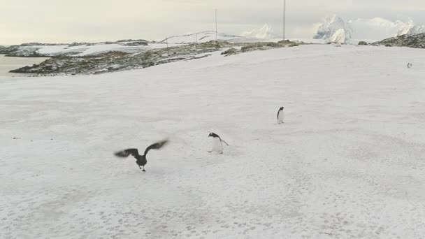 Gentoo tučňák skupina stojící na sněhu pobřeží antény — Stock video